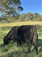 2  Ultrablack Bulls