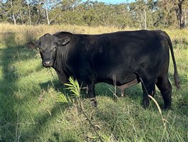2  Ultrablack Bulls
