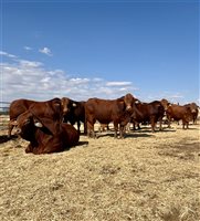 24  Droughtmaster Bulls