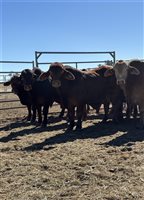 24  Droughtmaster Bulls