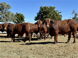 24  Droughtmaster Bulls