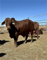 24  Droughtmaster Bulls
