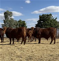 24  Droughtmaster Bulls