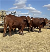 24  Droughtmaster Bulls