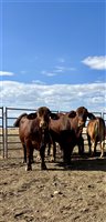 24  Droughtmaster Bulls