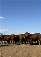 24  Droughtmaster Bulls