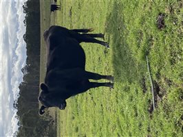 4  Angus Cows & Calves