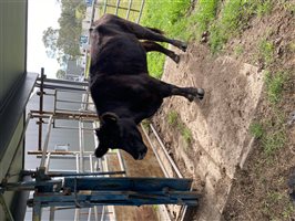 4  Angus Cows & Calves