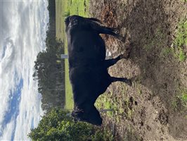 4  Angus Cows & Calves