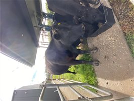 4  Angus Cows & Calves