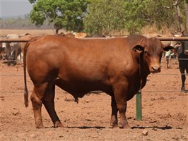 25  Senepol Bulls