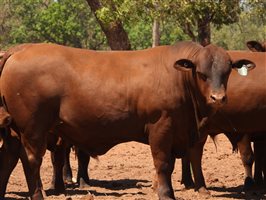 25  Senepol Bulls