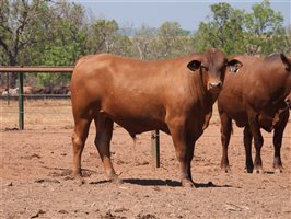 25  Senepol Bulls