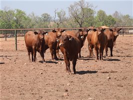 25  Senepol Bulls