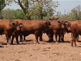 25  Senepol Bulls