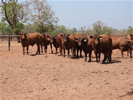25  Senepol Bulls