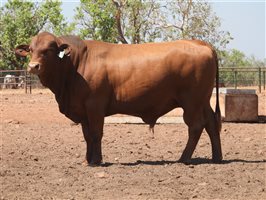 25  Senepol Bulls