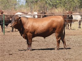 25  Senepol Bulls