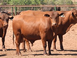 25  Senepol Bulls