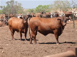25  Senepol Bulls