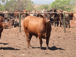 25  Senepol Bulls