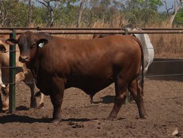 25  Senepol Bulls