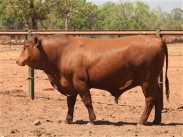 25  Senepol Bulls
