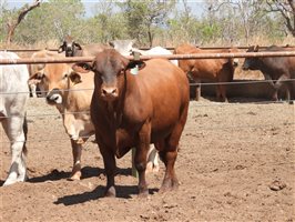 25  Senepol Bulls