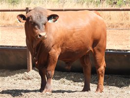 25  Senepol Bulls
