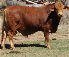28 EU MSA  Droughtmaster Bulls