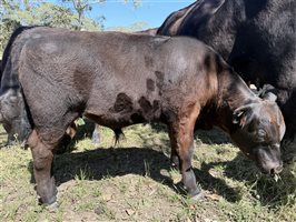 6 MSA  Angus Cows & Calves