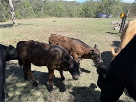 6 MSA  Angus Cows & Calves