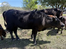 6 MSA  Angus Cows & Calves