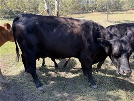 6 MSA  Angus Cows & Calves