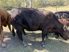 6 MSA  Angus Cows & Calves