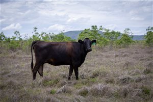 350  Wagyu Cows & Calves
