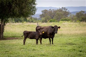 350  Wagyu Cows & Calves