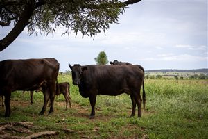 350  Wagyu Cows & Calves