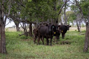 350  Wagyu Cows & Calves