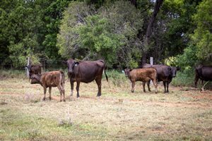 350  Wagyu Cows & Calves