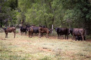 350  Wagyu Cows & Calves