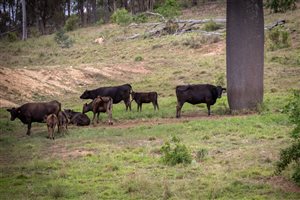 350  Wagyu Cows & Calves