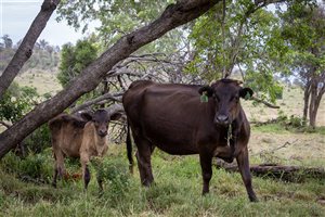 350  Wagyu Cows & Calves