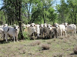 40  Brahman Heifers