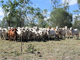 40  Brahman Heifers