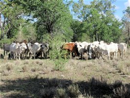 40  Brahman Heifers