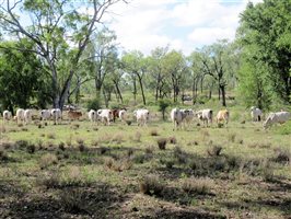 40  Brahman Heifers