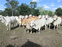 40  Brahman Heifers