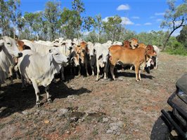 40  Brahman Heifers
