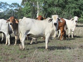 40  Brahman Heifers